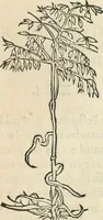 An illustration from [Les six livres de Pedacion Dioscoride d'Anazarbe de la matiere medicinale : translatez de latin en françois : a chacun chapitre sont aioustees certaines annotations fort doctes, & recueillies des plus excellens medecins, anciens, & modernes (1553)