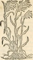 An illustration from [Les six livres de Pedacion Dioscoride d'Anazarbe de la matiere medicinale : translatez de latin en françois : a chacun chapitre sont aioustees certaines annotations fort doctes, & recueillies des plus excellens medecins, anciens, & modernes (1553)