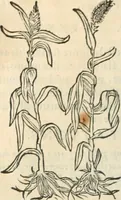 An illustration from [Les six livres de Pedacion Dioscoride d'Anazarbe de la matiere medicinale : translatez de latin en françois : a chacun chapitre sont aioustees certaines annotations fort doctes, & recueillies des plus excellens medecins, anciens, & modernes (1553)
