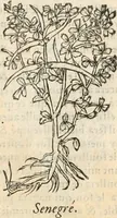 Picture 68 of 339 from [Les six livres de Pedacion Dioscoride d'Anazarbe de la matiere medicinale : translatez de latin en françois : a chacun chapitre sont aioustees certaines annotations fort doctes, & recueillies des plus excellens medecins, anciens, & modernes (1553), leaf 137