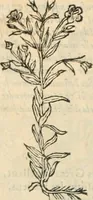 An illustration from [Les six livres de Pedacion Dioscoride d'Anazarbe de la matiere medicinale : translatez de latin en françois : a chacun chapitre sont aioustees certaines annotations fort doctes, & recueillies des plus excellens medecins, anciens, & modernes (1553)