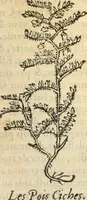 An illustration from [Les six livres de Pedacion Dioscoride d'Anazarbe de la matiere medicinale : translatez de latin en françois : a chacun chapitre sont aioustees certaines annotations fort doctes, & recueillies des plus excellens medecins, anciens, & modernes (1553)