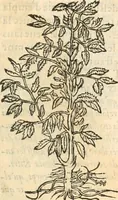 An illustration from [Les six livres de Pedacion Dioscoride d'Anazarbe de la matiere medicinale : translatez de latin en françois : a chacun chapitre sont aioustees certaines annotations fort doctes, & recueillies des plus excellens medecins, anciens, & modernes (1553)