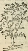 An illustration from [Les six livres de Pedacion Dioscoride d'Anazarbe de la matiere medicinale : translatez de latin en françois : a chacun chapitre sont aioustees certaines annotations fort doctes, & recueillies des plus excellens medecins, anciens, & modernes (1553)