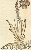 Picture 3 of 339 from [Les six livres de Pedacion Dioscoride d'Anazarbe de la matiere medicinale : translatez de latin en françois : a chacun chapitre sont aioustees certaines annotations fort doctes, & recueillies des plus excellens medecins, anciens, & modernes (1553), leaf 14