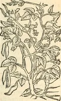 Picture 73 of 339 from [Les six livres de Pedacion Dioscoride d'Anazarbe de la matiere medicinale : translatez de latin en françois : a chacun chapitre sont aioustees certaines annotations fort doctes, & recueillies des plus excellens medecins, anciens, & modernes (1553), leaf 140