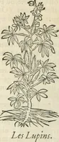 An illustration from [Les six livres de Pedacion Dioscoride d'Anazarbe de la matiere medicinale : translatez de latin en françois : a chacun chapitre sont aioustees certaines annotations fort doctes, & recueillies des plus excellens medecins, anciens, & modernes (1553)