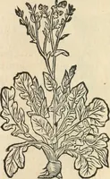 An illustration from [Les six livres de Pedacion Dioscoride d'Anazarbe de la matiere medicinale : translatez de latin en françois : a chacun chapitre sont aioustees certaines annotations fort doctes, & recueillies des plus excellens medecins, anciens, & modernes (1553)