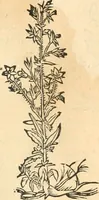 An illustration from [Les six livres de Pedacion Dioscoride d'Anazarbe de la matiere medicinale : translatez de latin en françois : a chacun chapitre sont aioustees certaines annotations fort doctes, & recueillies des plus excellens medecins, anciens, & modernes (1553)