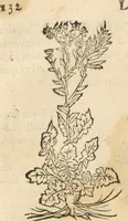 An illustration from [Les six livres de Pedacion Dioscoride d'Anazarbe de la matiere medicinale : translatez de latin en françois : a chacun chapitre sont aioustees certaines annotations fort doctes, & recueillies des plus excellens medecins, anciens, & modernes (1553)