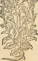 Picture 79 of 339 from [Les six livres de Pedacion Dioscoride d'Anazarbe de la matiere medicinale : translatez de latin en françois : a chacun chapitre sont aioustees certaines annotations fort doctes, & recueillies des plus excellens medecins, anciens, & modernes (1553), leaf 143