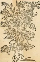An illustration from [Les six livres de Pedacion Dioscoride d'Anazarbe de la matiere medicinale : translatez de latin en françois : a chacun chapitre sont aioustees certaines annotations fort doctes, & recueillies des plus excellens medecins, anciens, & modernes (1553)