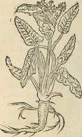Picture 81 of 339 from [Les six livres de Pedacion Dioscoride d'Anazarbe de la matiere medicinale : translatez de latin en françois : a chacun chapitre sont aioustees certaines annotations fort doctes, & recueillies des plus excellens medecins, anciens, & modernes (1553), leaf 143