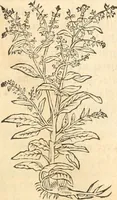 Picture 84 of 339 from [Les six livres de Pedacion Dioscoride d'Anazarbe de la matiere medicinale : translatez de latin en françois : a chacun chapitre sont aioustees certaines annotations fort doctes, & recueillies des plus excellens medecins, anciens, & modernes (1553), leaf 144