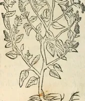 An illustration from [Les six livres de Pedacion Dioscoride d'Anazarbe de la matiere medicinale : translatez de latin en françois : a chacun chapitre sont aioustees certaines annotations fort doctes, & recueillies des plus excellens medecins, anciens, & modernes (1553)