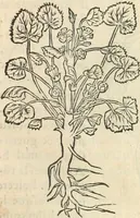 An illustration from [Les six livres de Pedacion Dioscoride d'Anazarbe de la matiere medicinale : translatez de latin en françois : a chacun chapitre sont aioustees certaines annotations fort doctes, & recueillies des plus excellens medecins, anciens, & modernes (1553)