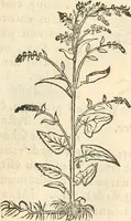 An illustration from [Les six livres de Pedacion Dioscoride d'Anazarbe de la matiere medicinale : translatez de latin en françois : a chacun chapitre sont aioustees certaines annotations fort doctes, & recueillies des plus excellens medecins, anciens, & modernes (1553)