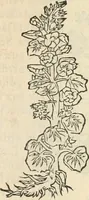 Picture 88 of 339 from [Les six livres de Pedacion Dioscoride d'Anazarbe de la matiere medicinale : translatez de latin en françois : a chacun chapitre sont aioustees certaines annotations fort doctes, & recueillies des plus excellens medecins, anciens, & modernes (1553), leaf 146
