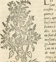 An illustration from [Les six livres de Pedacion Dioscoride d'Anazarbe de la matiere medicinale : translatez de latin en françois : a chacun chapitre sont aioustees certaines annotations fort doctes, & recueillies des plus excellens medecins, anciens, & modernes (1553)