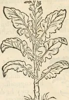 An illustration from [Les six livres de Pedacion Dioscoride d'Anazarbe de la matiere medicinale : translatez de latin en françois : a chacun chapitre sont aioustees certaines annotations fort doctes, & recueillies des plus excellens medecins, anciens, & modernes (1553)