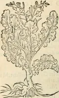 An illustration from [Les six livres de Pedacion Dioscoride d'Anazarbe de la matiere medicinale : translatez de latin en françois : a chacun chapitre sont aioustees certaines annotations fort doctes, & recueillies des plus excellens medecins, anciens, & modernes (1553)