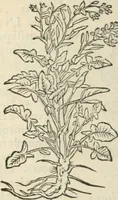 An illustration from [Les six livres de Pedacion Dioscoride d'Anazarbe de la matiere medicinale : translatez de latin en françois : a chacun chapitre sont aioustees certaines annotations fort doctes, & recueillies des plus excellens medecins, anciens, & modernes (1553)