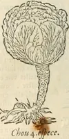 Picture 93 of 339 from [Les six livres de Pedacion Dioscoride d'Anazarbe de la matiere medicinale : translatez de latin en françois : a chacun chapitre sont aioustees certaines annotations fort doctes, & recueillies des plus excellens medecins, anciens, & modernes (1553), leaf 147