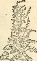 Picture 94 of 339 from [Les six livres de Pedacion Dioscoride d'Anazarbe de la matiere medicinale : translatez de latin en françois : a chacun chapitre sont aioustees certaines annotations fort doctes, & recueillies des plus excellens medecins, anciens, & modernes (1553), leaf 148