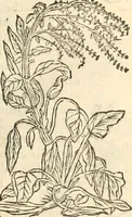 Picture 95 of 339 from [Les six livres de Pedacion Dioscoride d'Anazarbe de la matiere medicinale : translatez de latin en françois : a chacun chapitre sont aioustees certaines annotations fort doctes, & recueillies des plus excellens medecins, anciens, & modernes (1553), leaf 148