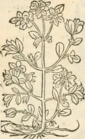 An illustration from [Les six livres de Pedacion Dioscoride d'Anazarbe de la matiere medicinale : translatez de latin en françois : a chacun chapitre sont aioustees certaines annotations fort doctes, & recueillies des plus excellens medecins, anciens, & modernes (1553)