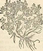 An illustration from [Les six livres de Pedacion Dioscoride d'Anazarbe de la matiere medicinale : translatez de latin en françois : a chacun chapitre sont aioustees certaines annotations fort doctes, & recueillies des plus excellens medecins, anciens, & modernes (1553)