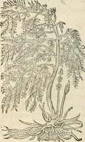 An illustration from [Les six livres de Pedacion Dioscoride d'Anazarbe de la matiere medicinale : translatez de latin en françois : a chacun chapitre sont aioustees certaines annotations fort doctes, & recueillies des plus excellens medecins, anciens, & modernes (1553)