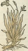 Picture 4 of 339 from [Les six livres de Pedacion Dioscoride d'Anazarbe de la matiere medicinale : translatez de latin en françois : a chacun chapitre sont aioustees certaines annotations fort doctes, & recueillies des plus excellens medecins, anciens, & modernes (1553), leaf 15