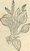 Picture 99 of 339 from [Les six livres de Pedacion Dioscoride d'Anazarbe de la matiere medicinale : translatez de latin en françois : a chacun chapitre sont aioustees certaines annotations fort doctes, & recueillies des plus excellens medecins, anciens, & modernes (1553), leaf 150