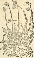 An illustration from [Les six livres de Pedacion Dioscoride d'Anazarbe de la matiere medicinale : translatez de latin en françois : a chacun chapitre sont aioustees certaines annotations fort doctes, & recueillies des plus excellens medecins, anciens, & modernes (1553)