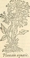 Picture 102 of 339 from [Les six livres de Pedacion Dioscoride d'Anazarbe de la matiere medicinale : translatez de latin en françois : a chacun chapitre sont aioustees certaines annotations fort doctes, & recueillies des plus excellens medecins, anciens, & modernes (1553), leaf 150