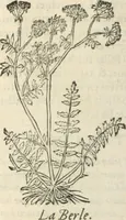 An illustration from [Les six livres de Pedacion Dioscoride d'Anazarbe de la matiere medicinale : translatez de latin en françois : a chacun chapitre sont aioustees certaines annotations fort doctes, & recueillies des plus excellens medecins, anciens, & modernes (1553)