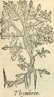 Picture 104 of 339 from [Les six livres de Pedacion Dioscoride d'Anazarbe de la matiere medicinale : translatez de latin en françois : a chacun chapitre sont aioustees certaines annotations fort doctes, & recueillies des plus excellens medecins, anciens, & modernes (1553), leaf 152