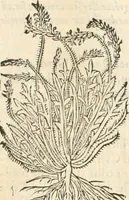 An illustration from [Les six livres de Pedacion Dioscoride d'Anazarbe de la matiere medicinale : translatez de latin en françois : a chacun chapitre sont aioustees certaines annotations fort doctes, & recueillies des plus excellens medecins, anciens, & modernes (1553)