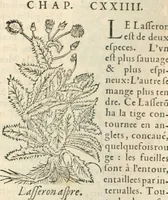 An illustration from [Les six livres de Pedacion Dioscoride d'Anazarbe de la matiere medicinale : translatez de latin en françois : a chacun chapitre sont aioustees certaines annotations fort doctes, & recueillies des plus excellens medecins, anciens, & modernes (1553)