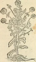 An illustration from [Les six livres de Pedacion Dioscoride d'Anazarbe de la matiere medicinale : translatez de latin en françois : a chacun chapitre sont aioustees certaines annotations fort doctes, & recueillies des plus excellens medecins, anciens, & modernes (1553)