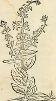 Picture 108 of 339 from [Les six livres de Pedacion Dioscoride d'Anazarbe de la matiere medicinale : translatez de latin en françois : a chacun chapitre sont aioustees certaines annotations fort doctes, & recueillies des plus excellens medecins, anciens, & modernes (1553), leaf 154