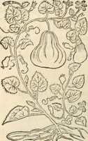 An illustration from [Les six livres de Pedacion Dioscoride d'Anazarbe de la matiere medicinale : translatez de latin en françois : a chacun chapitre sont aioustees certaines annotations fort doctes, & recueillies des plus excellens medecins, anciens, & modernes (1553)