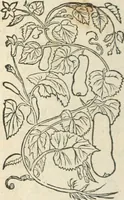 Picture 110 of 339 from [Les six livres de Pedacion Dioscoride d'Anazarbe de la matiere medicinale : translatez de latin en françois : a chacun chapitre sont aioustees certaines annotations fort doctes, & recueillies des plus excellens medecins, anciens, & modernes (1553), leaf 155
