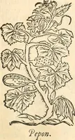Picture 112 of 339 from [Les six livres de Pedacion Dioscoride d'Anazarbe de la matiere medicinale : translatez de latin en françois : a chacun chapitre sont aioustees certaines annotations fort doctes, & recueillies des plus excellens medecins, anciens, & modernes (1553), leaf 156