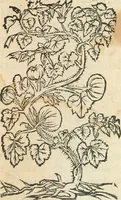 An illustration from [Les six livres de Pedacion Dioscoride d'Anazarbe de la matiere medicinale : translatez de latin en françois : a chacun chapitre sont aioustees certaines annotations fort doctes, & recueillies des plus excellens medecins, anciens, & modernes (1553)