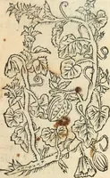 An illustration from [Les six livres de Pedacion Dioscoride d'Anazarbe de la matiere medicinale : translatez de latin en françois : a chacun chapitre sont aioustees certaines annotations fort doctes, & recueillies des plus excellens medecins, anciens, & modernes (1553)