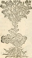 Picture 115 of 339 from [Les six livres de Pedacion Dioscoride d'Anazarbe de la matiere medicinale : translatez de latin en françois : a chacun chapitre sont aioustees certaines annotations fort doctes, & recueillies des plus excellens medecins, anciens, & modernes (1553), leaf 157
