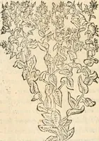 Picture 116 of 339 from [Les six livres de Pedacion Dioscoride d'Anazarbe de la matiere medicinale : translatez de latin en françois : a chacun chapitre sont aioustees certaines annotations fort doctes, & recueillies des plus excellens medecins, anciens, & modernes (1553), leaf 157