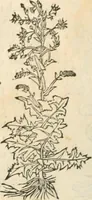 An illustration from [Les six livres de Pedacion Dioscoride d'Anazarbe de la matiere medicinale : translatez de latin en françois : a chacun chapitre sont aioustees certaines annotations fort doctes, & recueillies des plus excellens medecins, anciens, & modernes (1553)